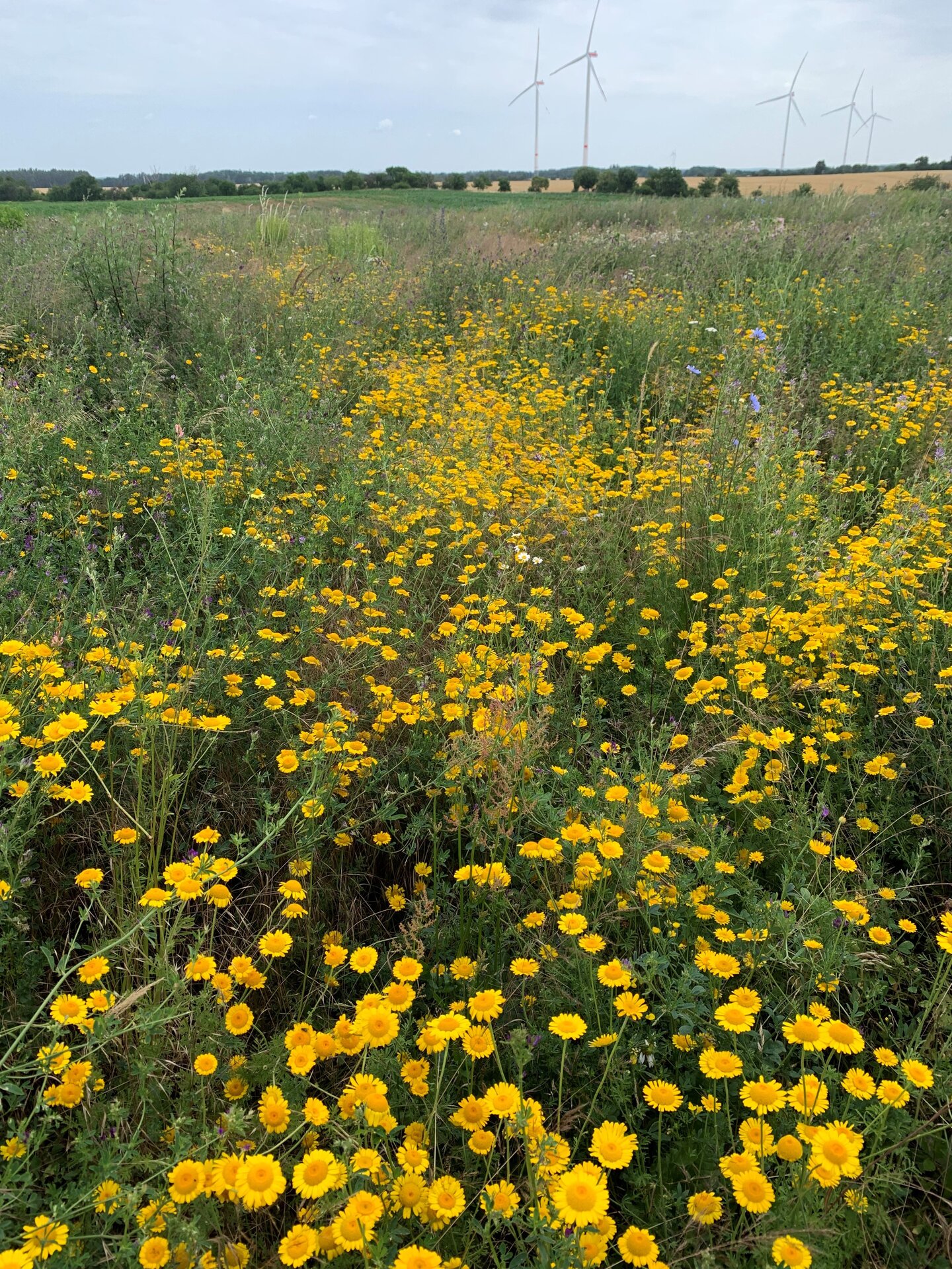 Blühfläche im 6. Standjahr. Foto: Carsten Schleinitz