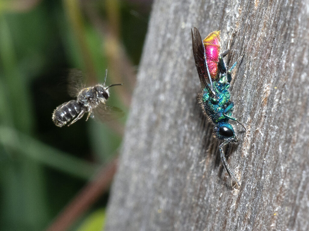 Insekten und Wildblumen genau betrachtet: Christa Bärmann