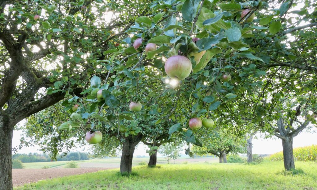 Streuobstwiesen: Christiane Braunwarth