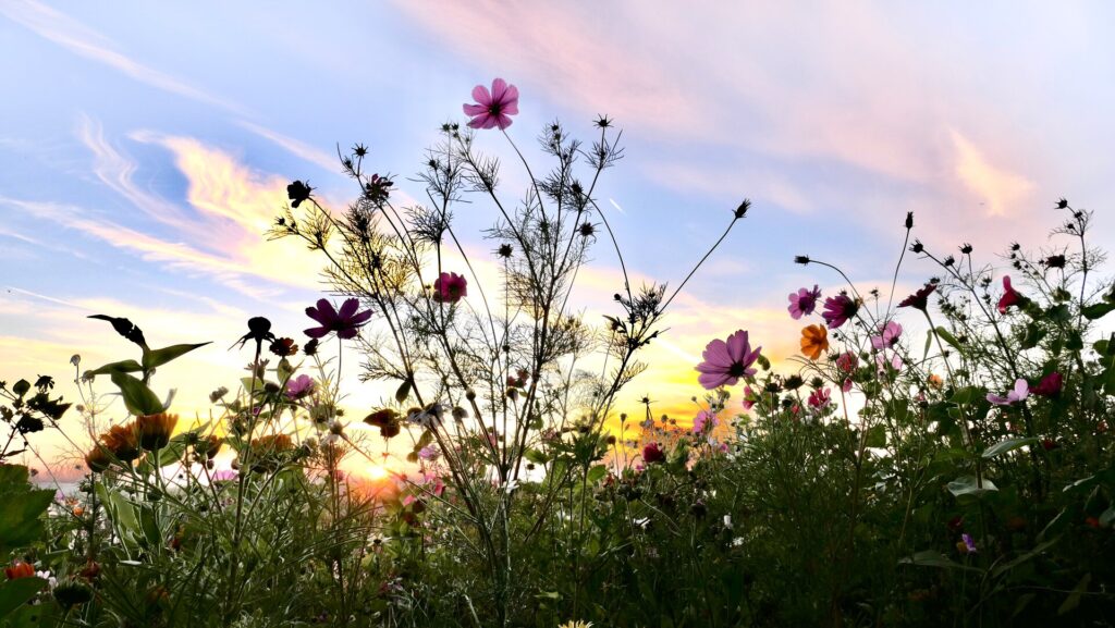 Wilde Streifen und Bunte Säume: Christian Braunwarth