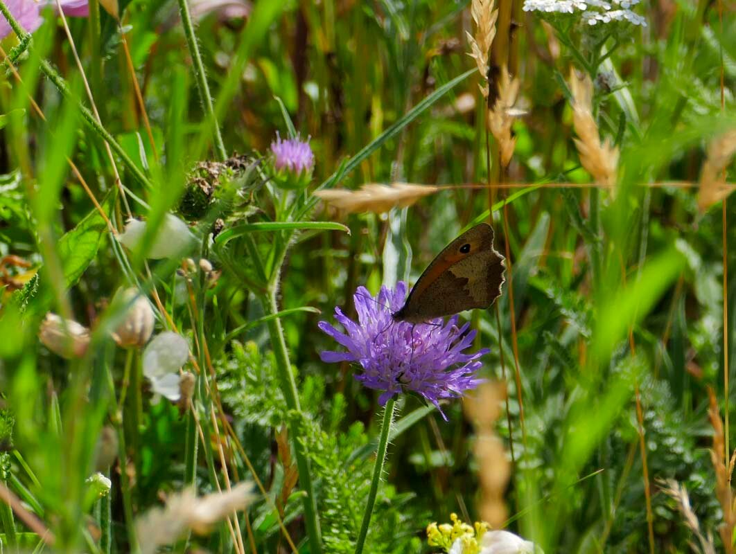 Großes Ochsenauge auf einer Acker-Witwenblume. Foto: Corinna Brachmann
