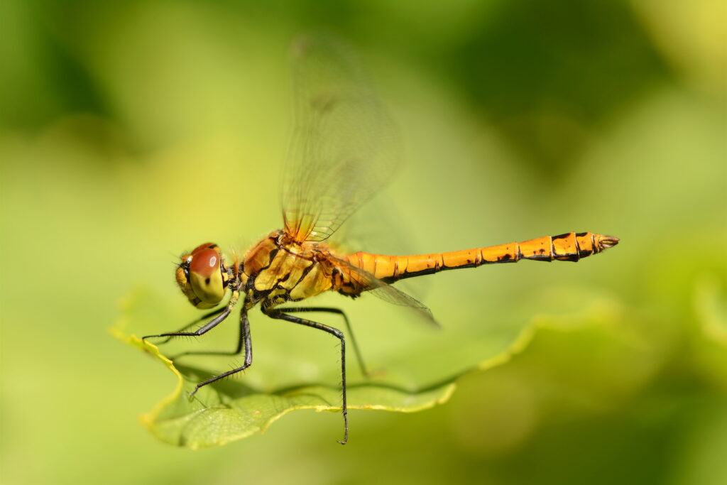 Insekten und Wildblumen genau betrachtet: Jannik Luze