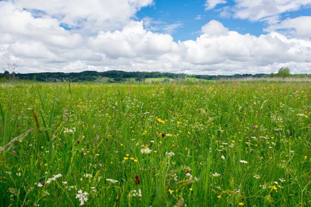 Artenreiche Wiesen: Debora Paulus