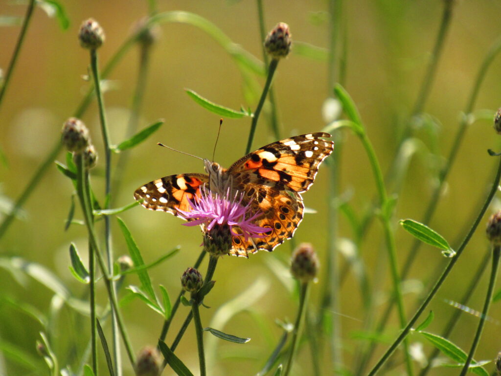 Insekten und Wildblumen genau betrachtet: Elisabeth Grund