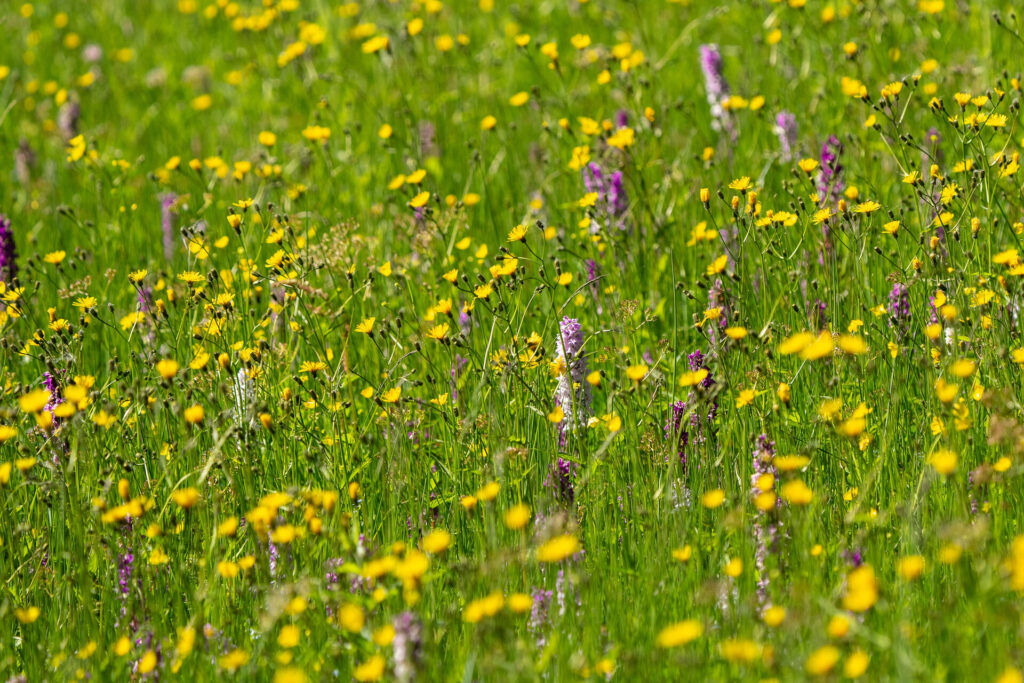 Artenreiche Wiesen: Tun Jordain