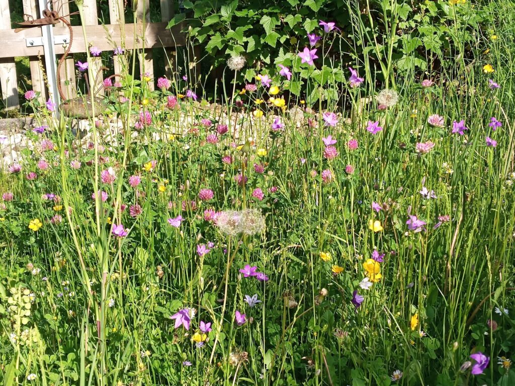 Artenreiche Wiesen: Gisela Esser