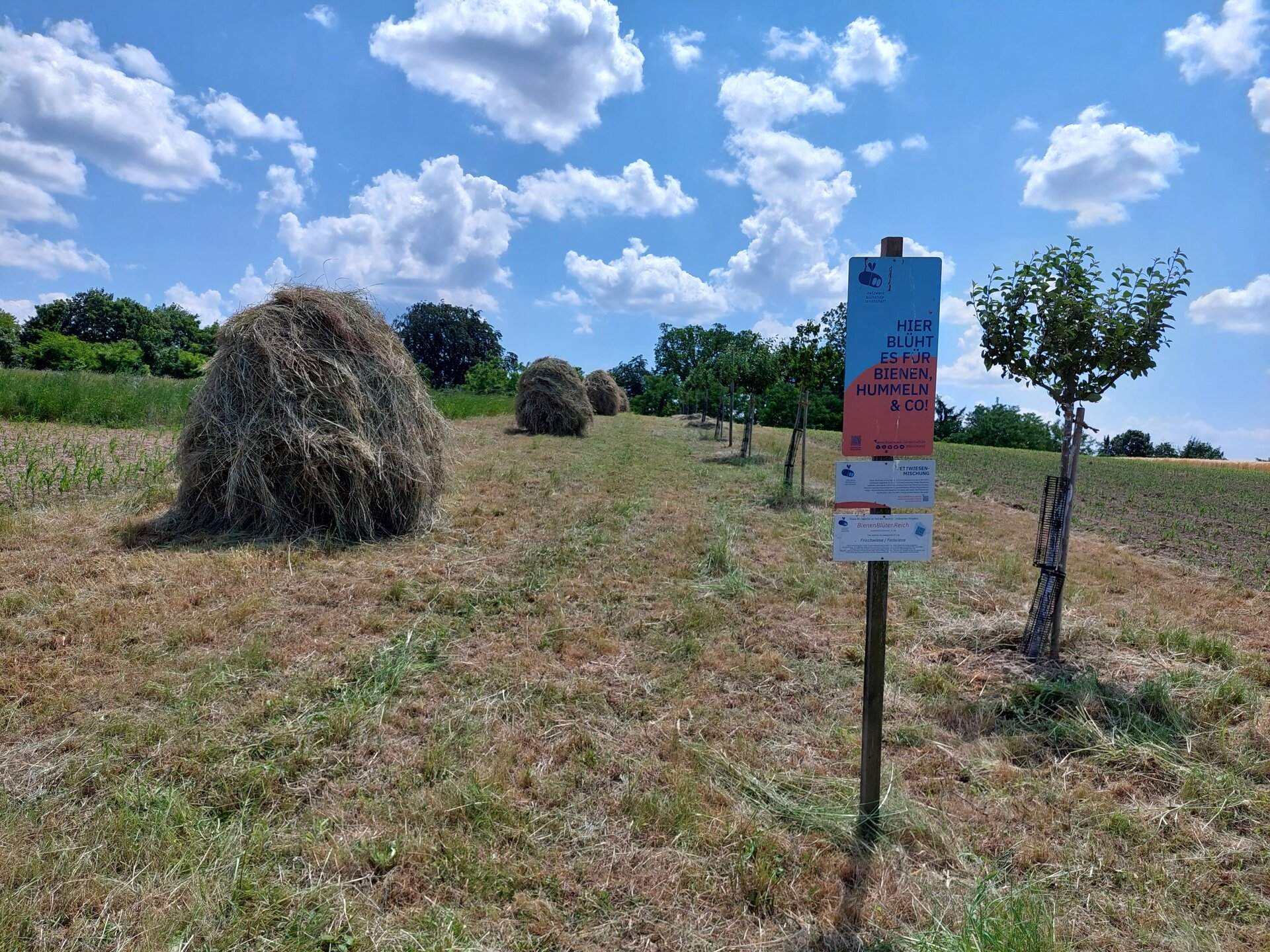 Artenreiche Wiese in Heidelsheim nach der Mahd im Juni 2023. Foto: Günter Kolb