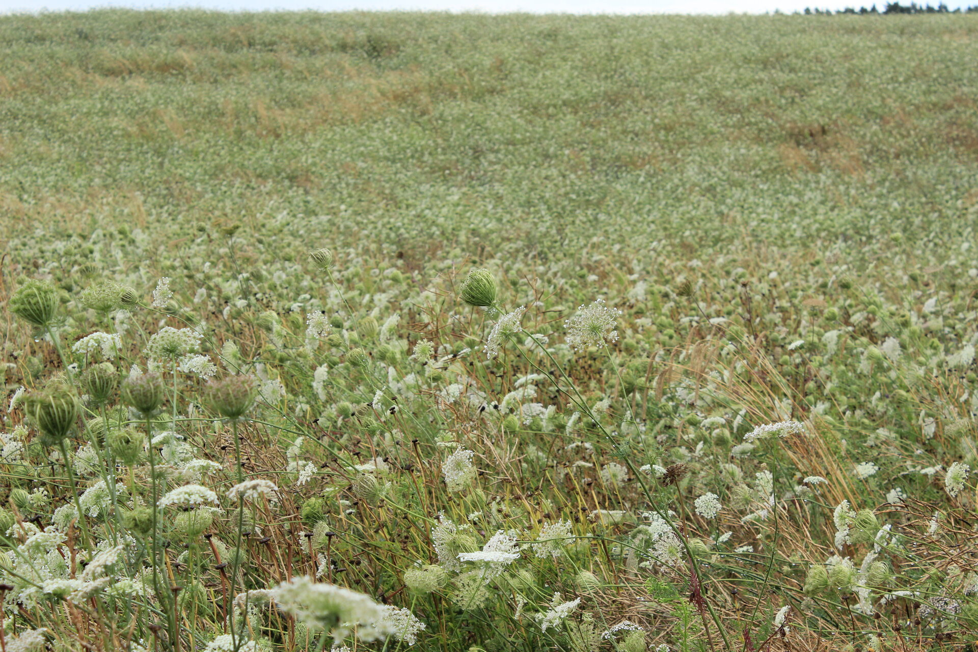 Blühaspekt "Wilde Möhre" auf Rügen. Foto: Hanna Konrad