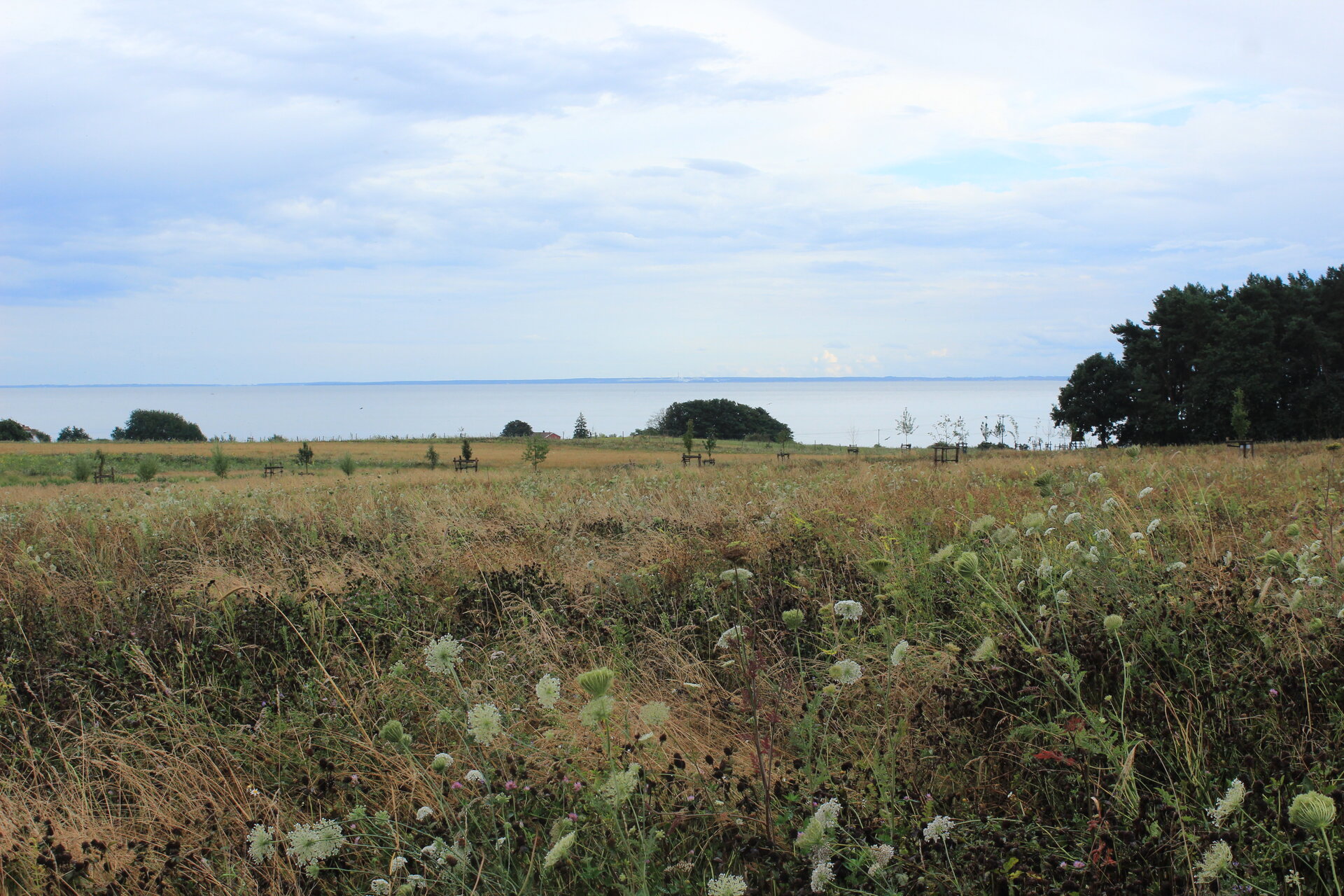 Mehrjährige Bienenweide (Semopur 8.2) auf Rügen. Foto: Hanna Konrad