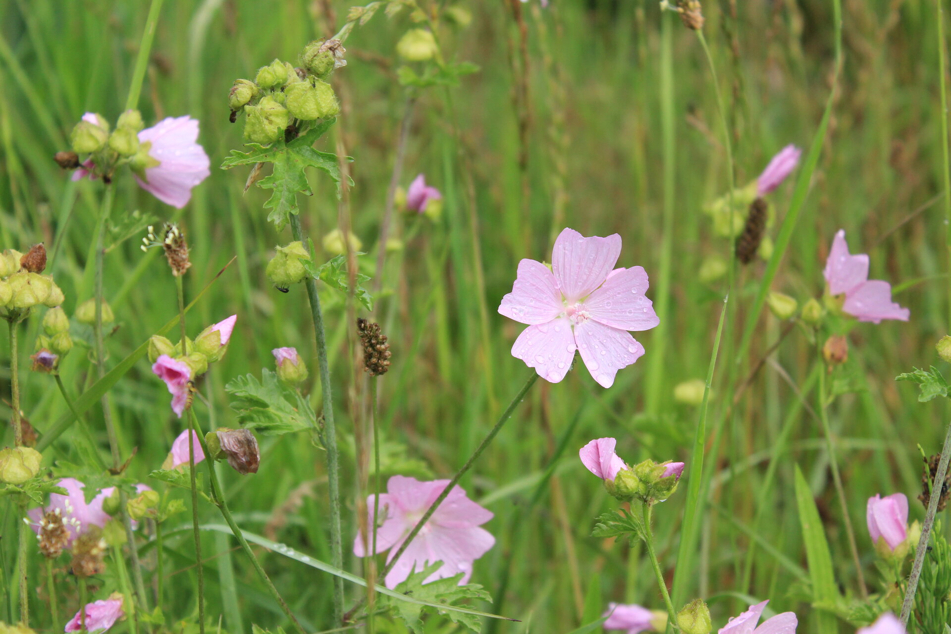 Moschus-Malve in der Blühenden Landschaft Nord. Foto: Hanna Konrad