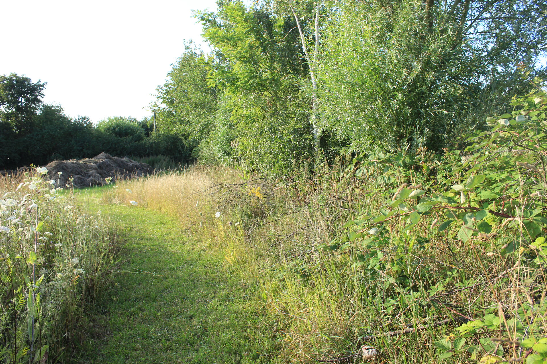 Wildhecke auf dem Tannenhof Meißer. Foto: Hanna Konrad