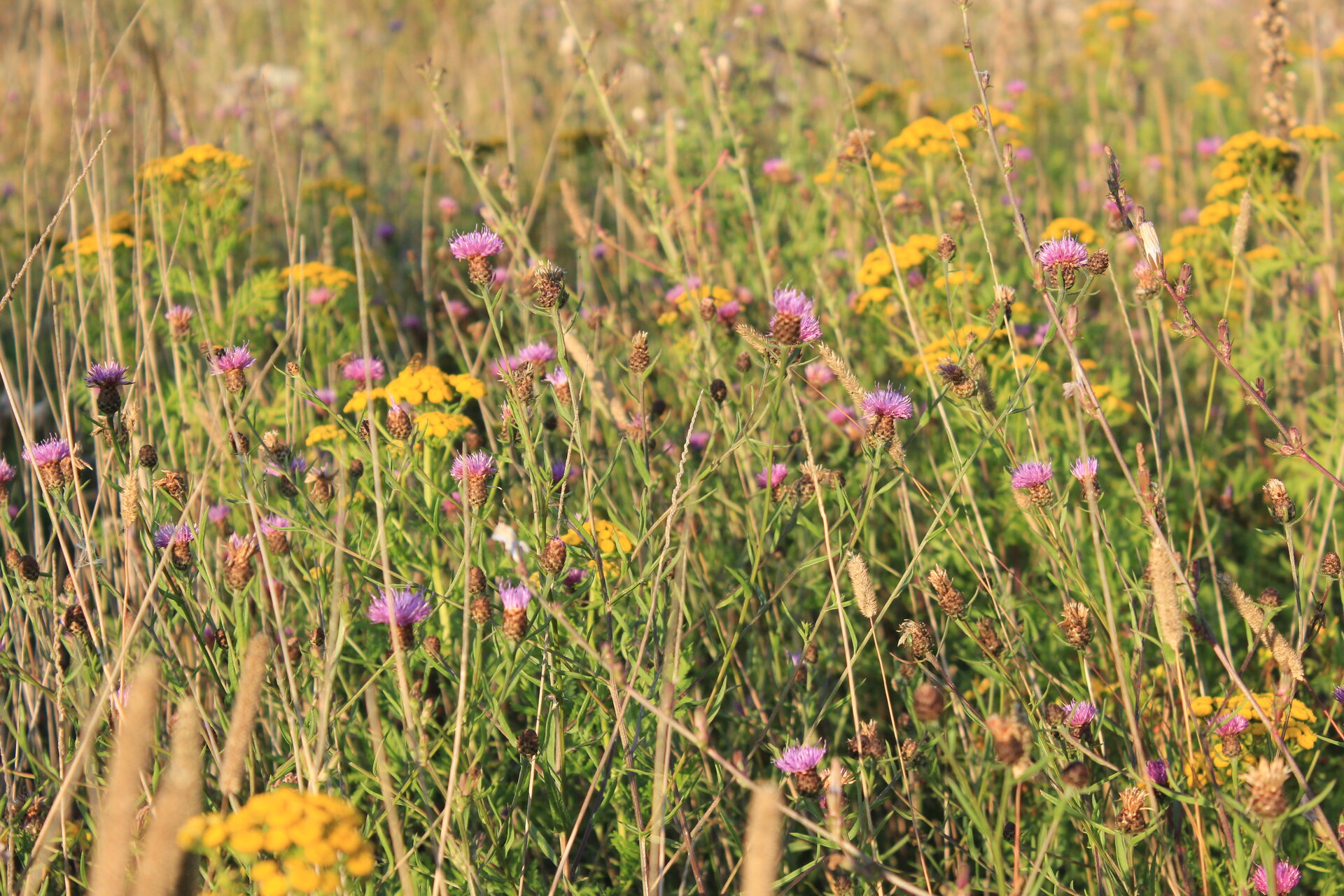 Die "Blühende Landschaft" im Abendlicht im Juli 2023. Foto: Hanna Konrad