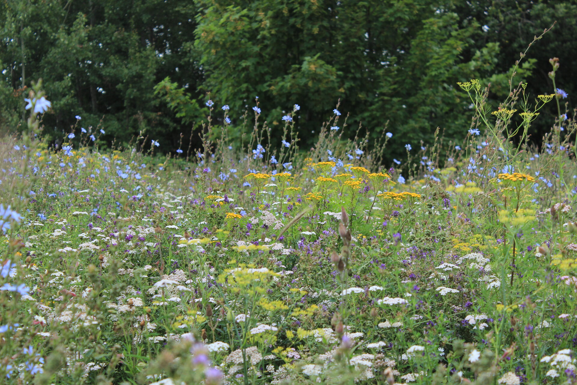 Blühende Landschaft Nord in Ribnitz Damgarten. Foto: Hanna Konrad