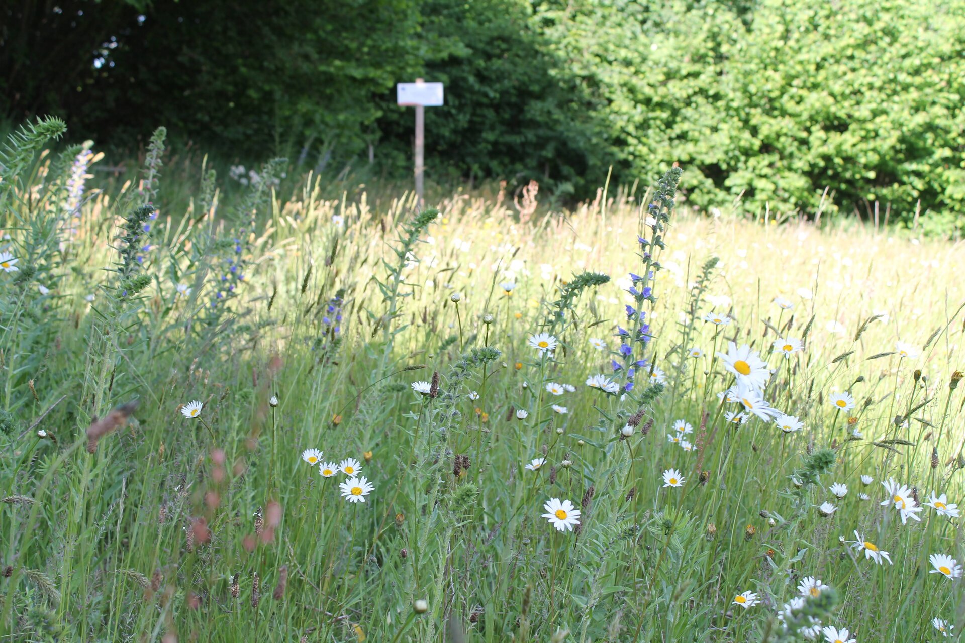 Mager- und Sandrasen. Foto: Angela Heitmann