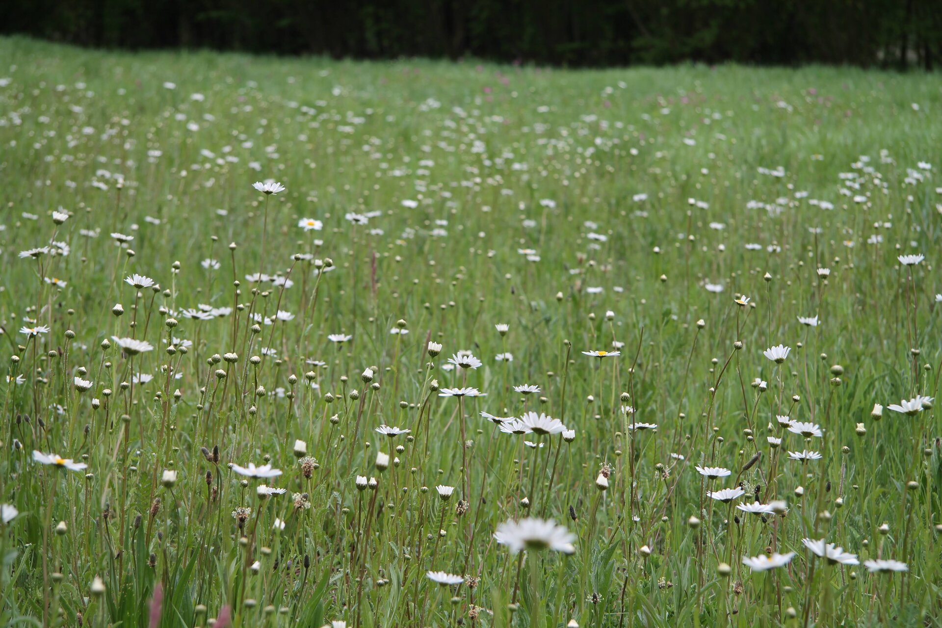 Margeritenblüte in der Blühenden Landschaft Nord. Foto: Angela Heitmann