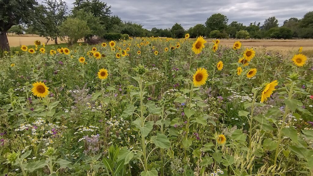 Wilde Äcker: Dorothee Erbe