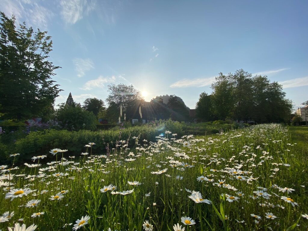 Artenreiche Wiesen: Antonietta Coppola