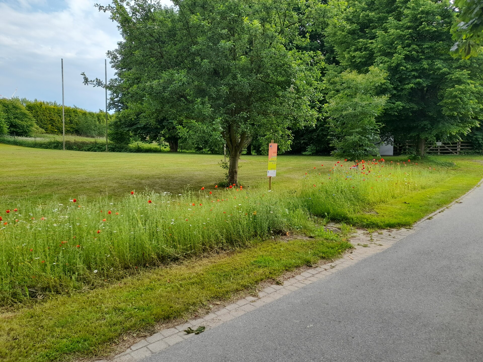 Blühender Saum in Grinau. Foto: Jan Kevin Juhl