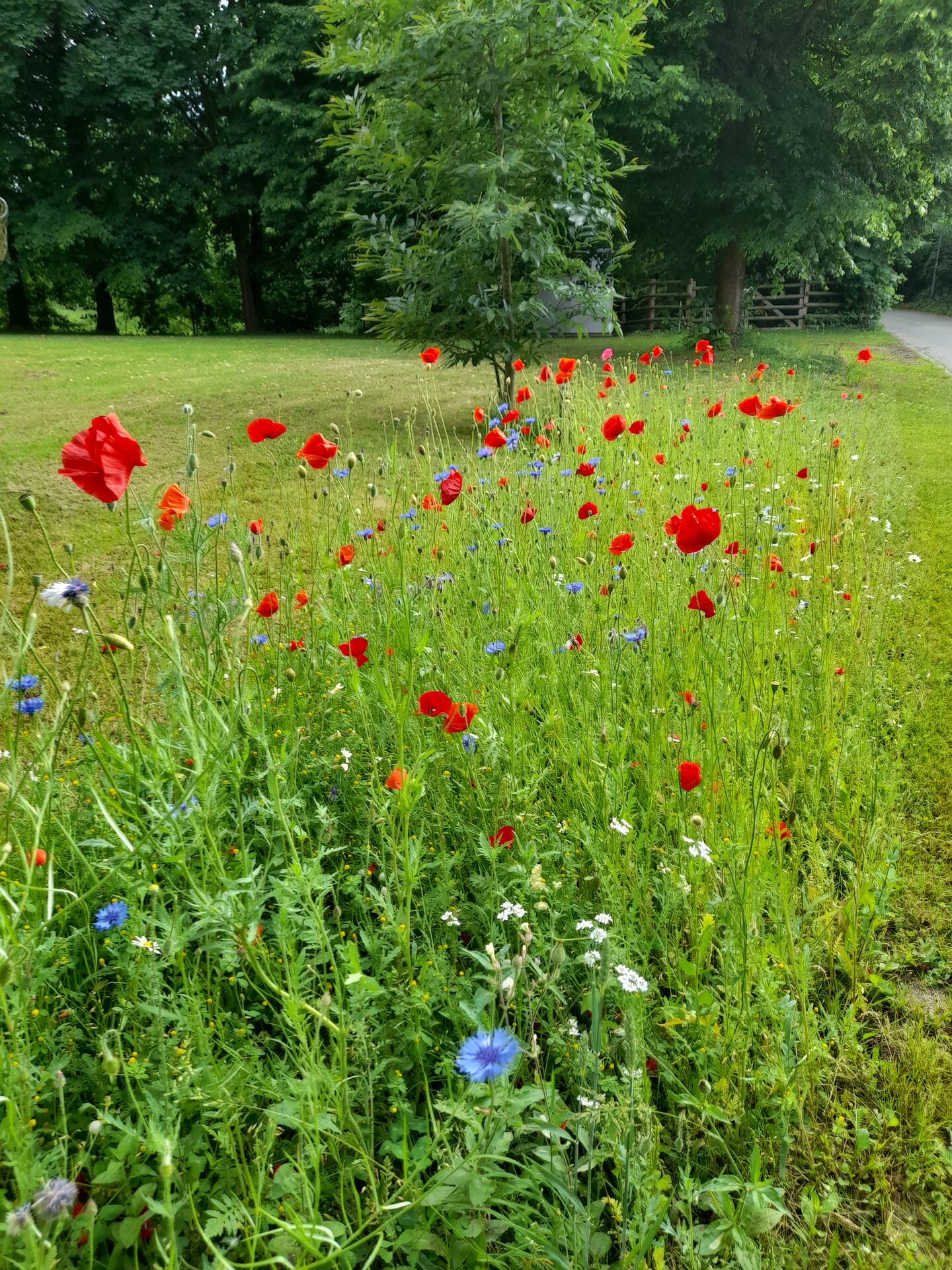 Blühender Saum in Grinau. Foto: Jan Kevin Juhl