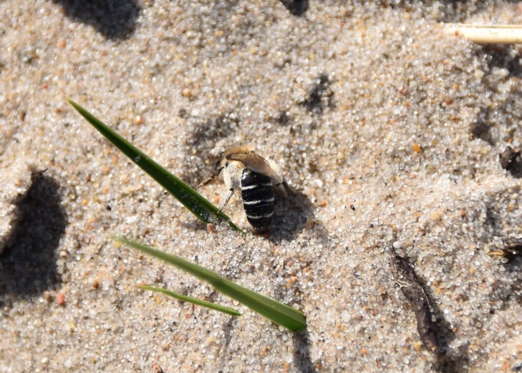 Insekten und Wildblumen genau betrachtet: Janina D'Alvise