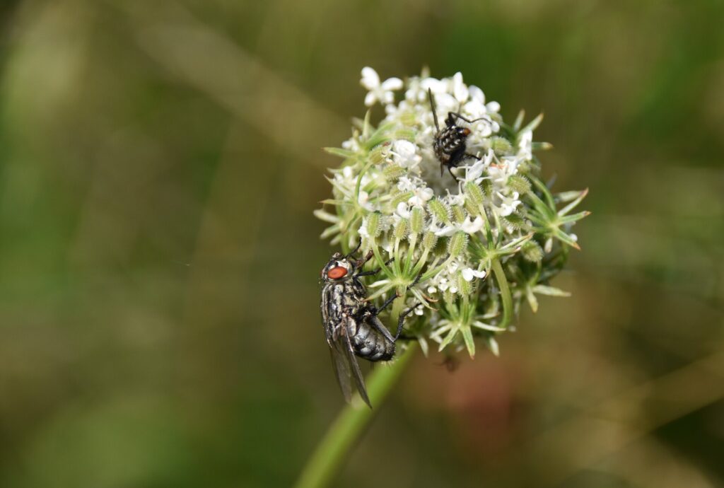 Insekten und Wildblumen genau betrachtet: Janina D'Alvise
