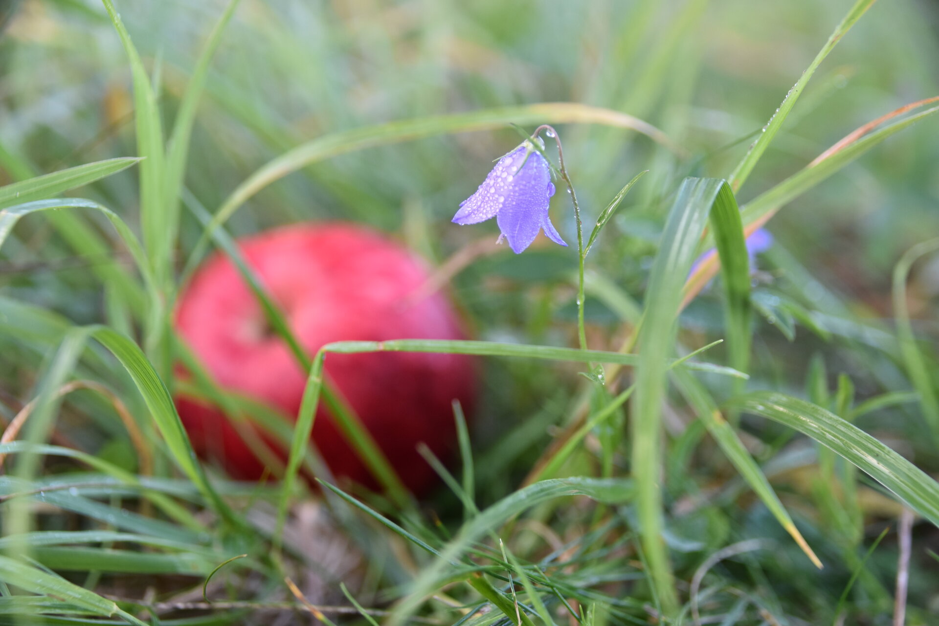 Streuobstwiesen: Janina D'Alvise