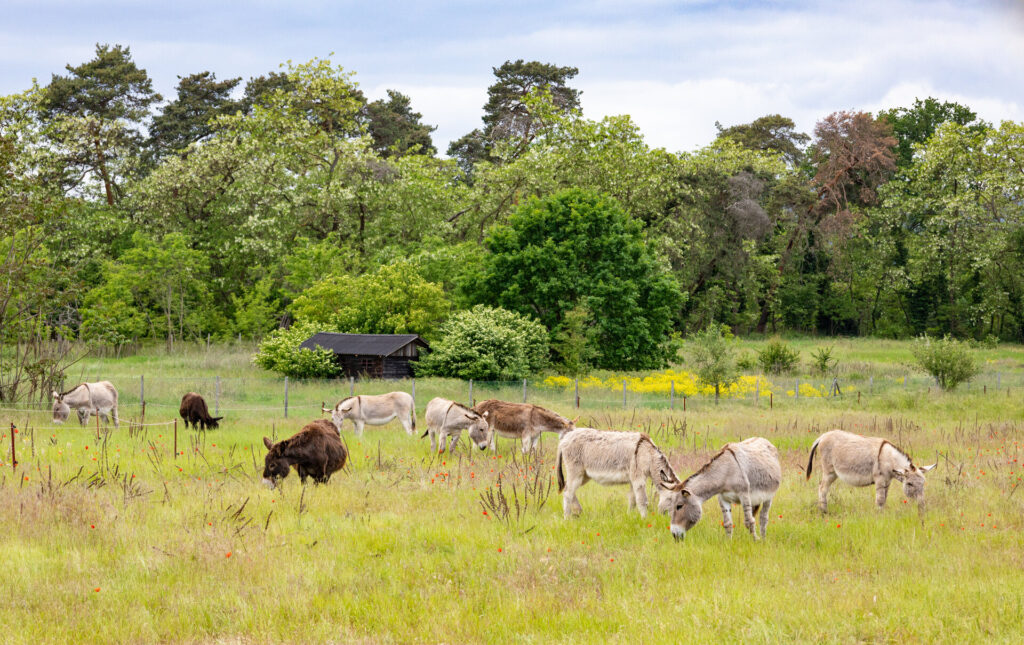 Artenreiche Wiesen: Jessica Hoffmann