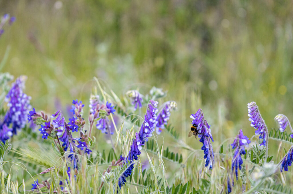 Artenreiche Wiesen: Jessica Hoffmann