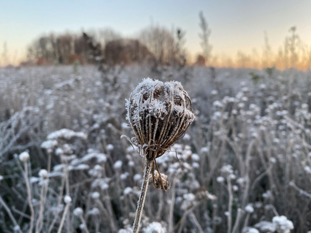 Einzigartige Blütenstände: Jochen Kanders