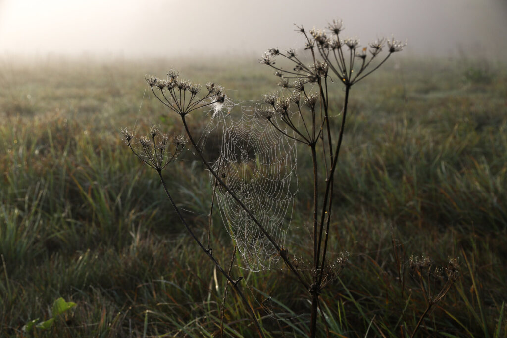 Einzigartige Blütenstände: Jörg Konrad
