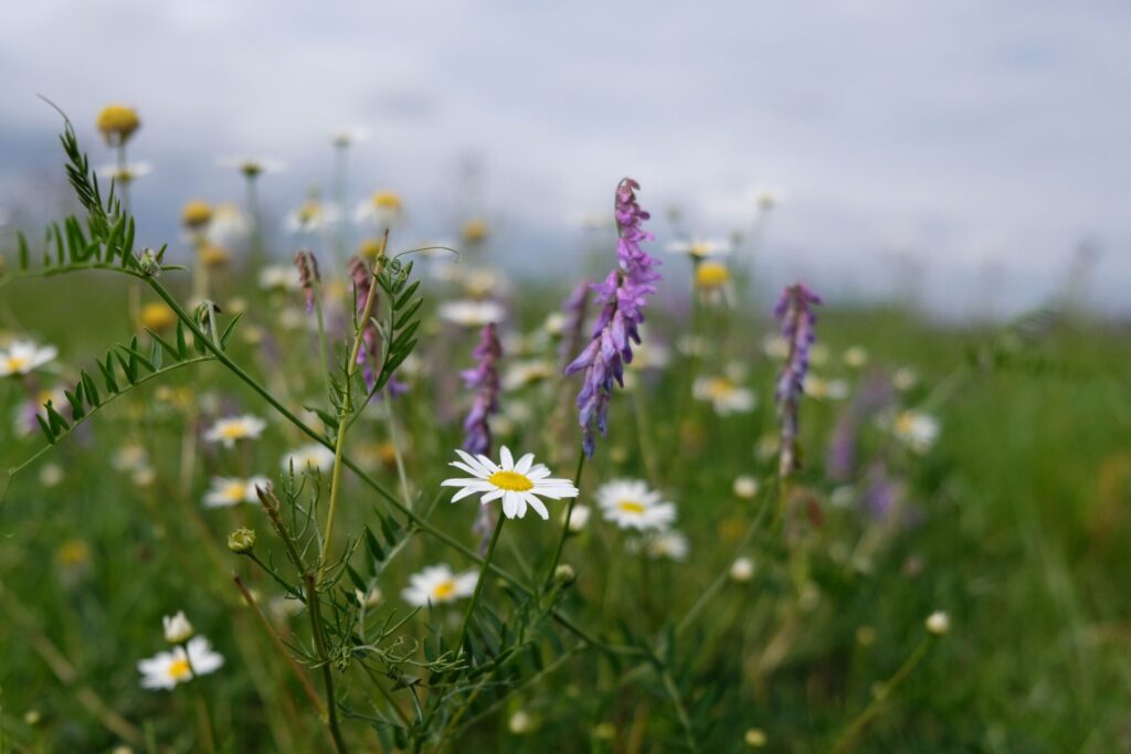Artenreiche Wiesen: Katharina Köhn