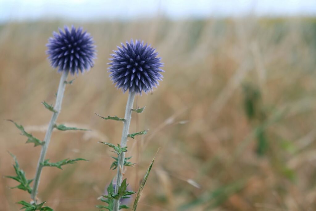 Wilde Äcker: Katharina Köhn