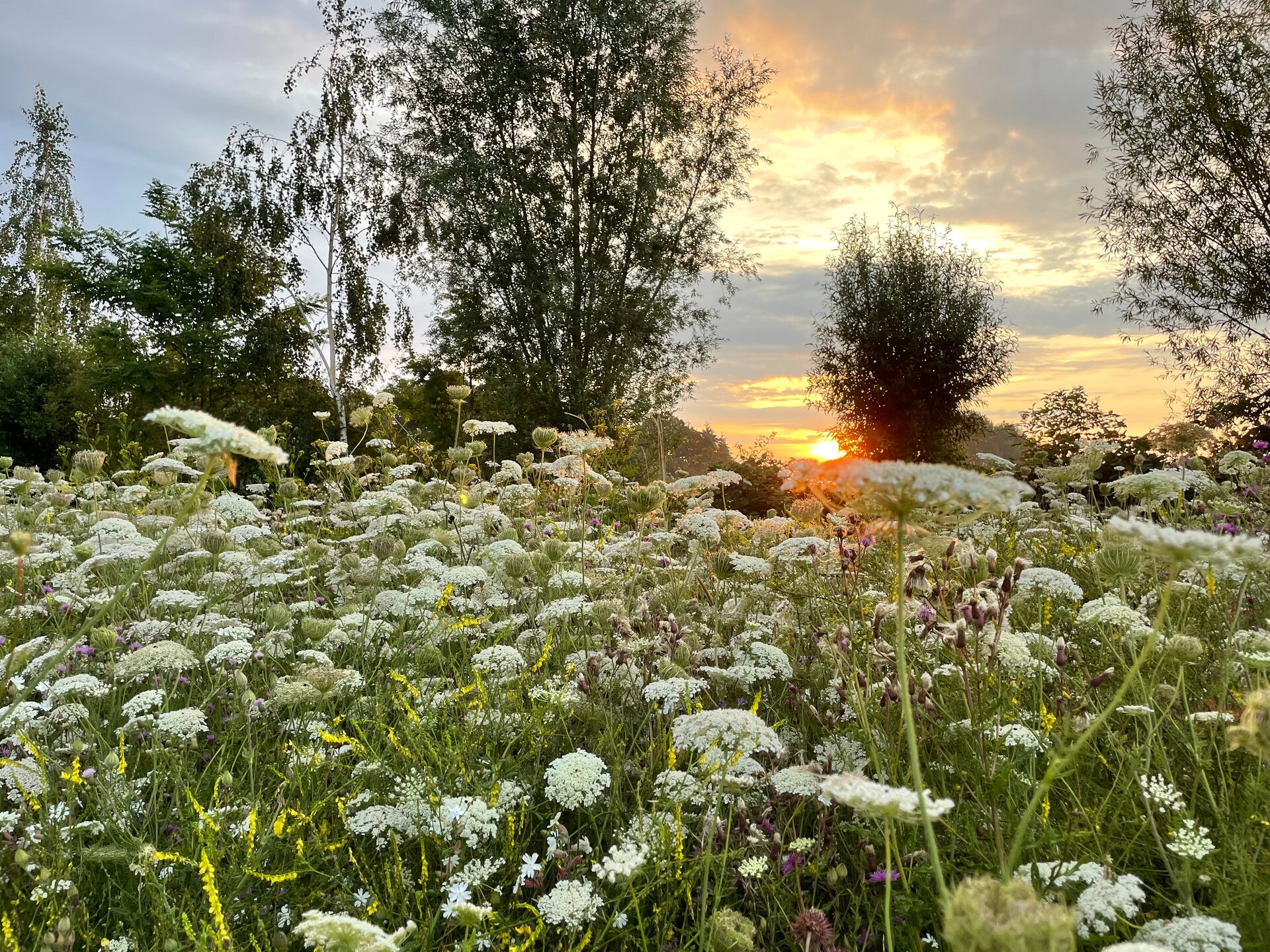 Die "Blühende Landschaft" zu Sonnenaufgang im Juli 2023. Foto: Linda Trein