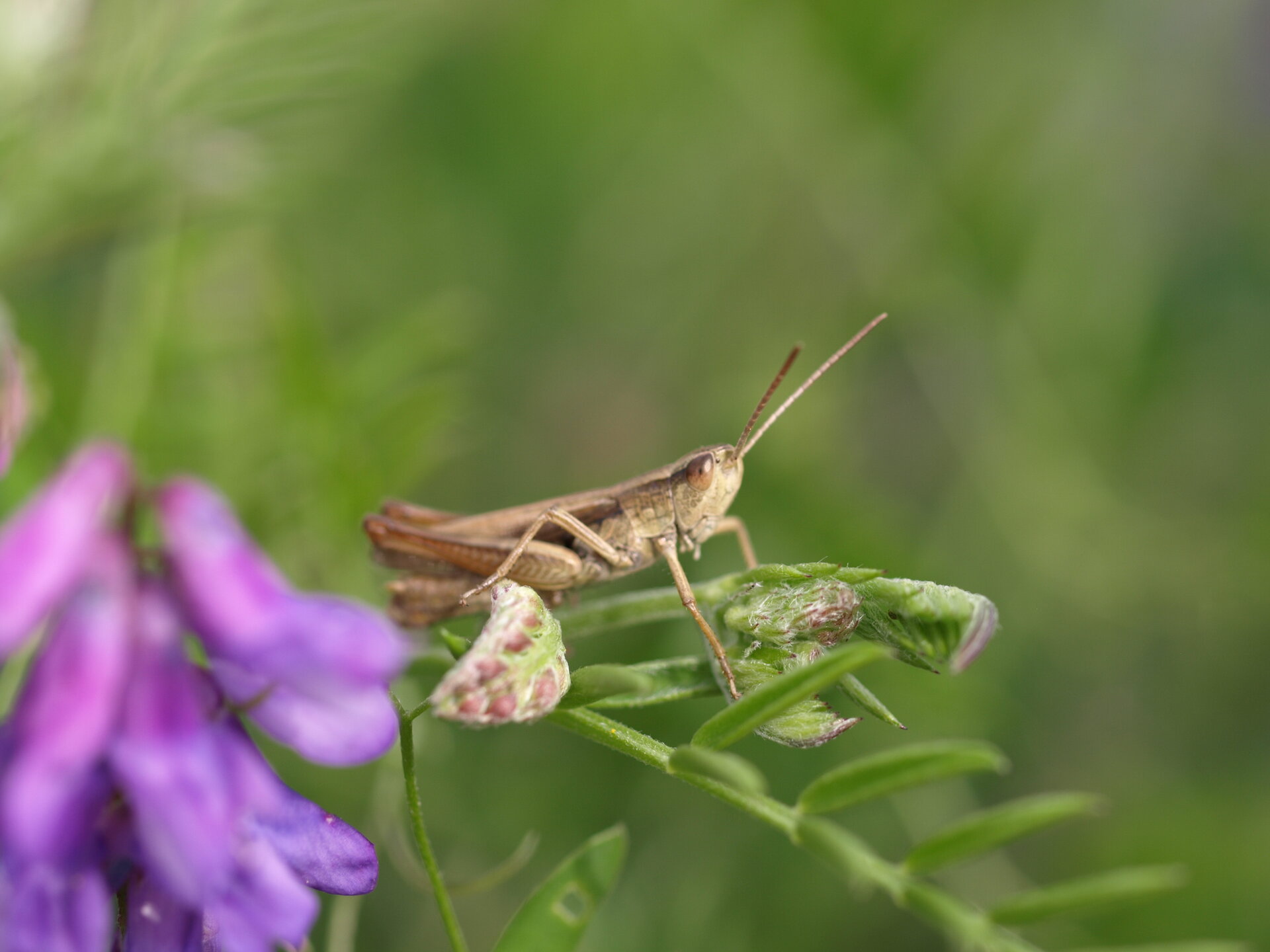 Heuschrecke in einer BBR-Projektfläche. Foto: Linda Trein