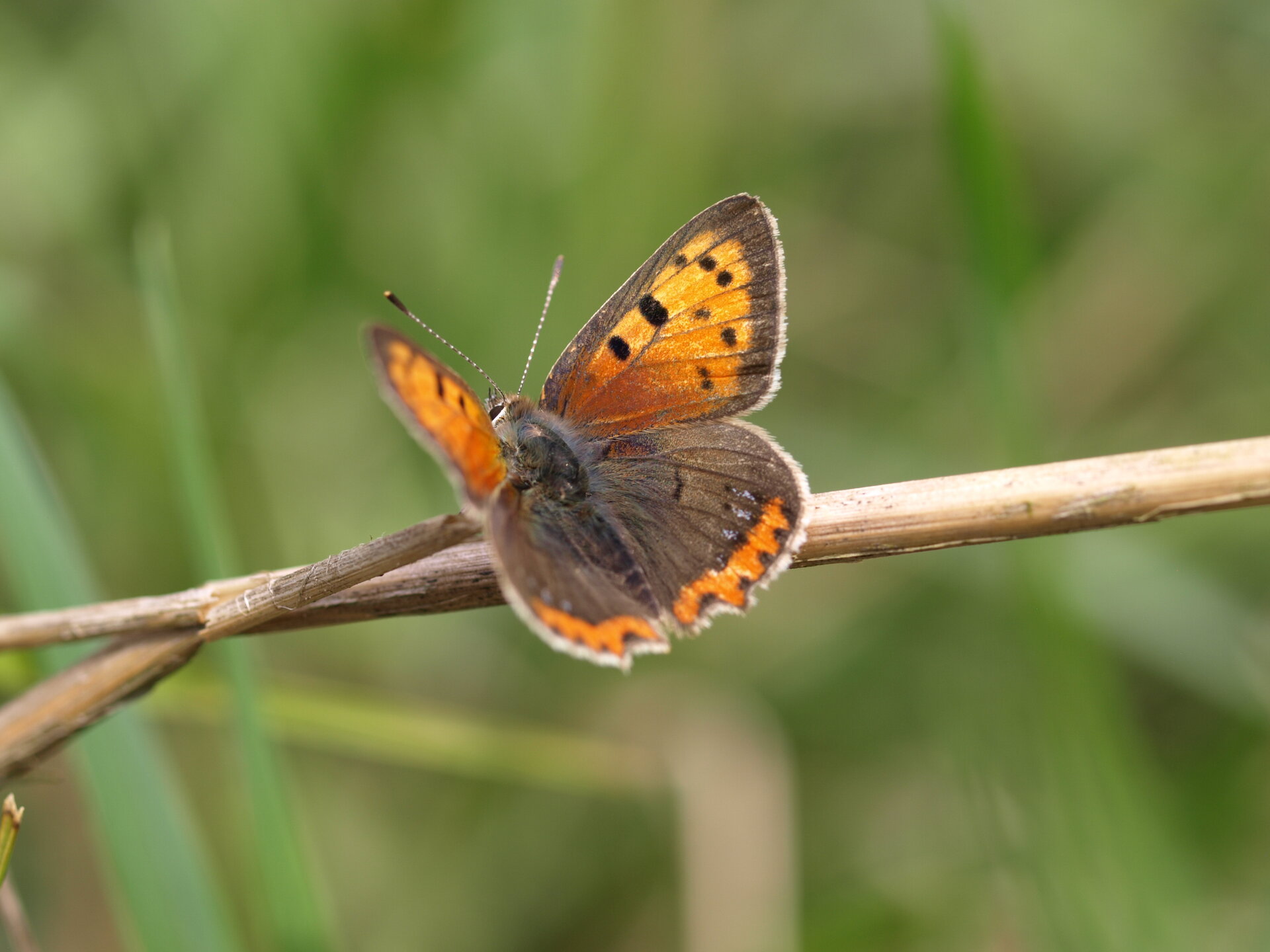 Kleiner Feuerfalter. Foto: Linda Trein