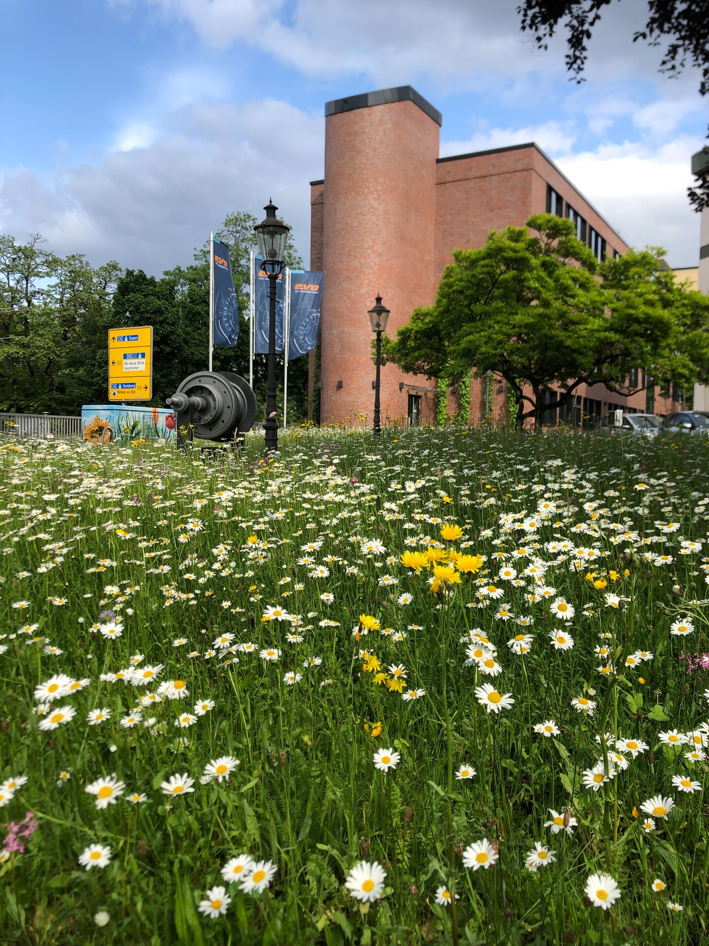 Blumenwiese im 3. Standjahr in Oberhausen. Foto: Linda Trein