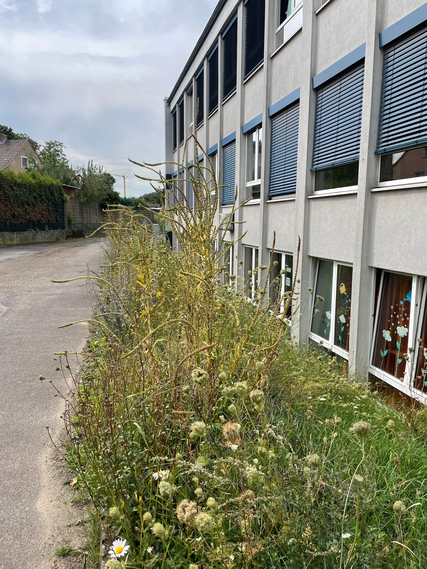 Artenreicher Saum der Ruhrschule in Oberhausen. Foto: Linda Trein
