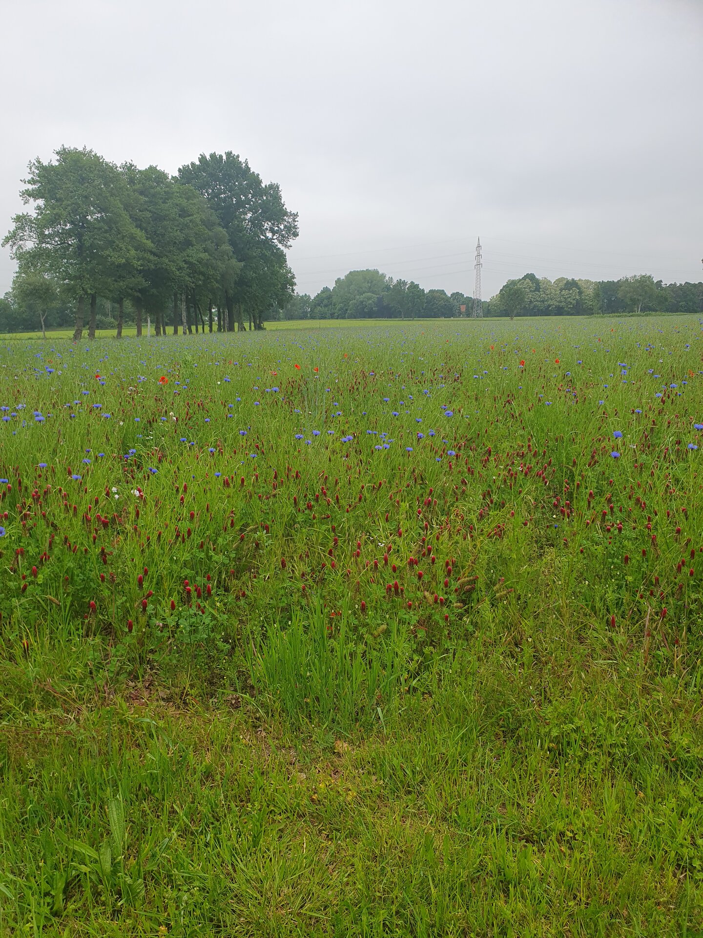 Blühende Landschaft Spätsommeransaat im ersten Standjahr. Foto: Maik Siedenhans