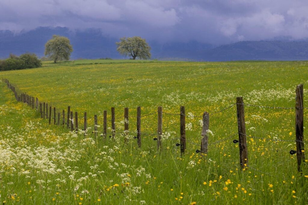 Artenreiche Wiesen: Maria Belicevska-Stein