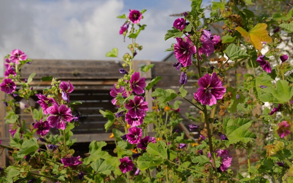 Heimische Blüten im Garten: Maria Belicevska-Stein