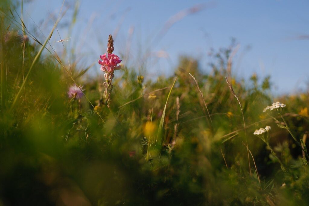 Wilde Streifen und Bunte Säume: Maria-Belicevska-Stein