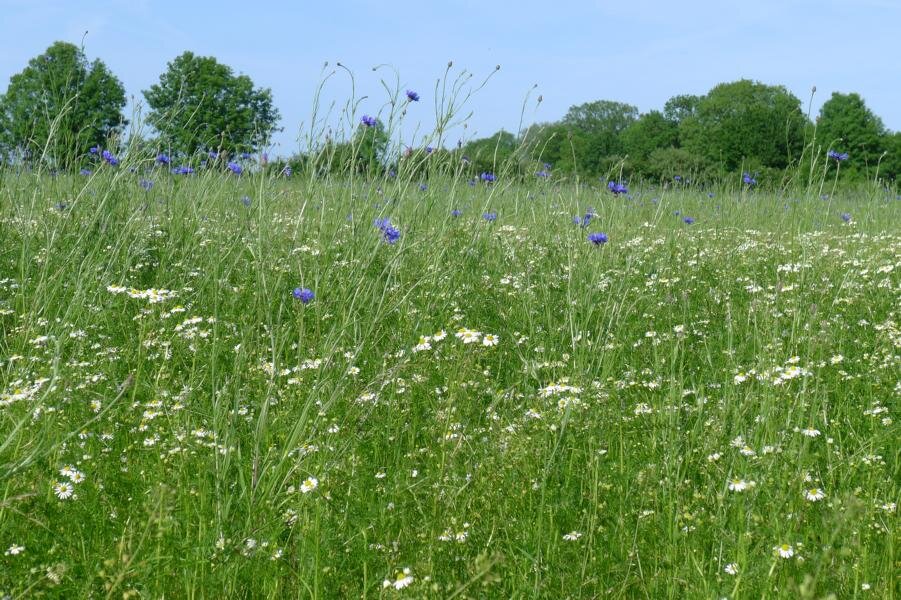 Fettwiese im Mai 2023 nach der Spätsommeransaat im Vorjahr. Foto: Monika Hofmann