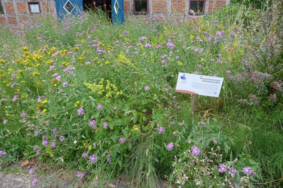 Pflückmischung Sommerzauber nach 5 Jahren Standzeit in Neustadt am Rübenberge. Foto: Monika Hofmann