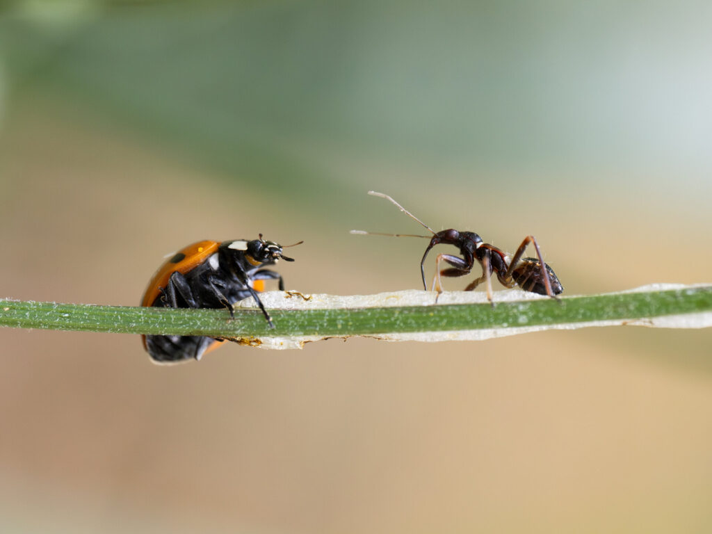 Insekten und Wildblumen genau betrachtet: Peter Erhardt