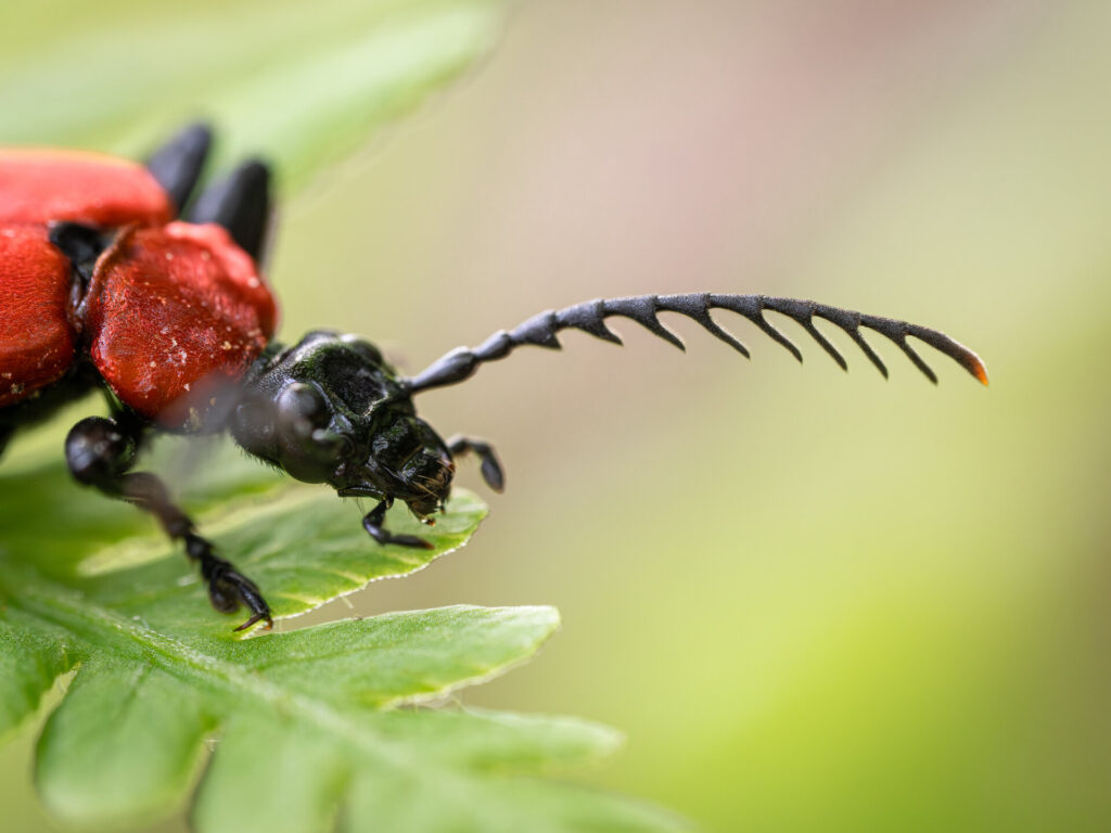 Insekten und Wildblumen genau betrachtet: Peter Erhardt
