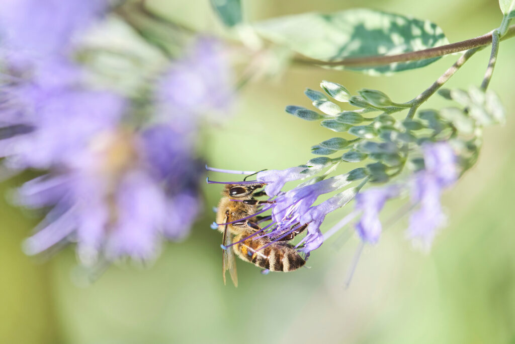 Heimische Blüten im Garten: Petra Hilgers
