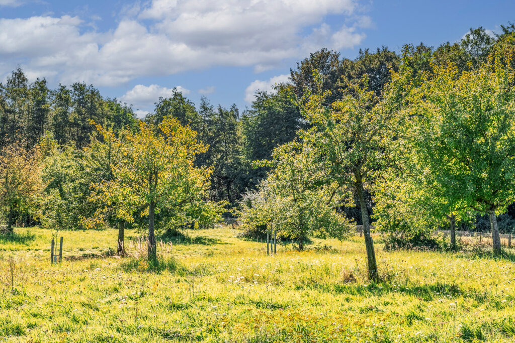 Streuobstwiesen: Petra Hilgers