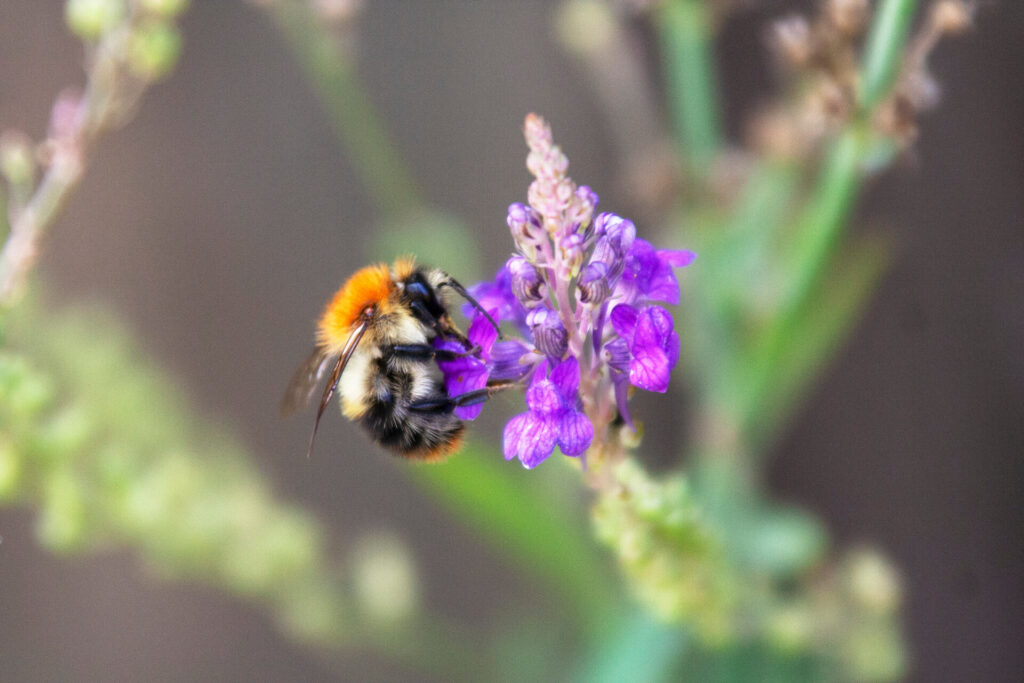 Heimische Blüten im Garten: Sabrina Lampe