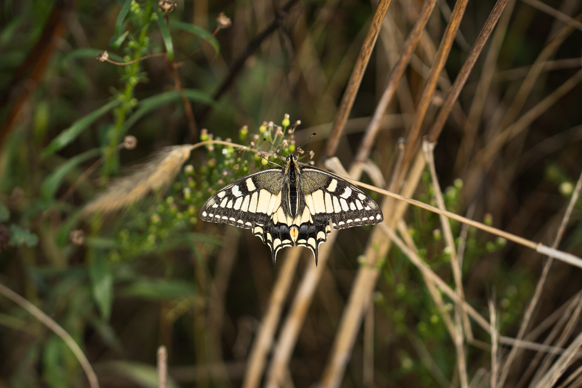 Schwalbenschwanz in Blühfläche auf Rügen. Foto: Sebastian Schmidt