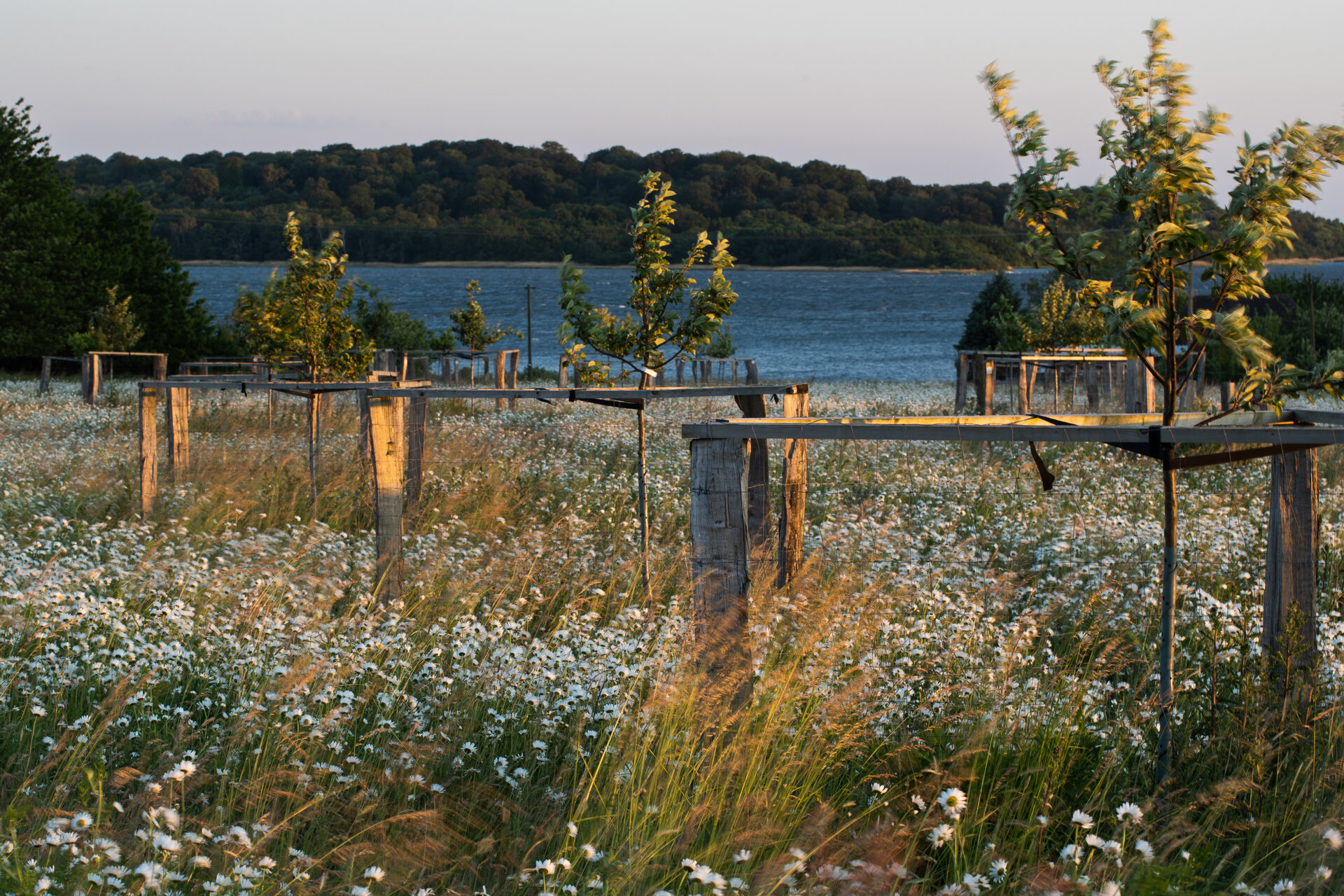 Fettwiese im 2. Standjahr auf Rügen. Foto: Sebastian Schmidt